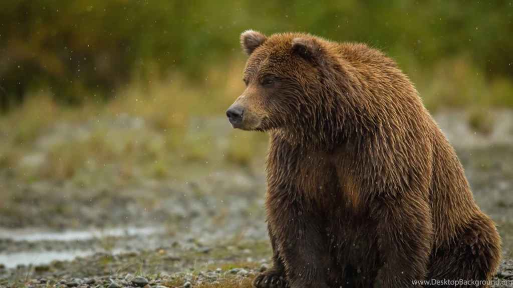 Download Wallpapers 2560x1440 Bear, Sitting, Thick Mac iMac 27 HD ...