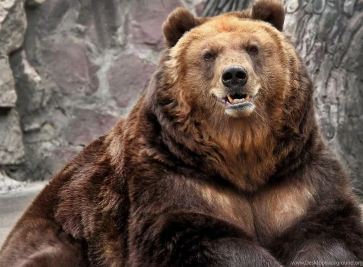 Bear Wallpapers For Android, iPhone And IPad