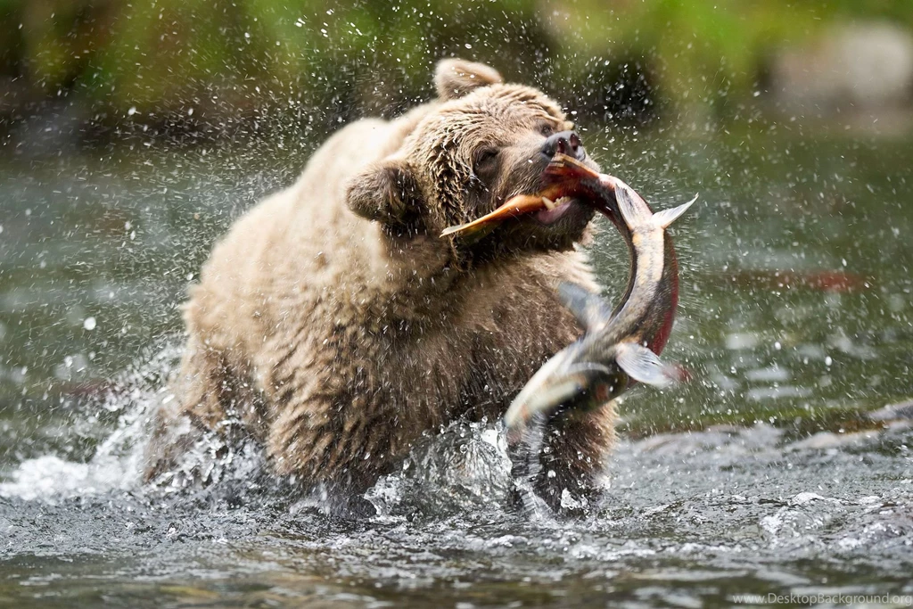 412 Bear HD Wallpapers