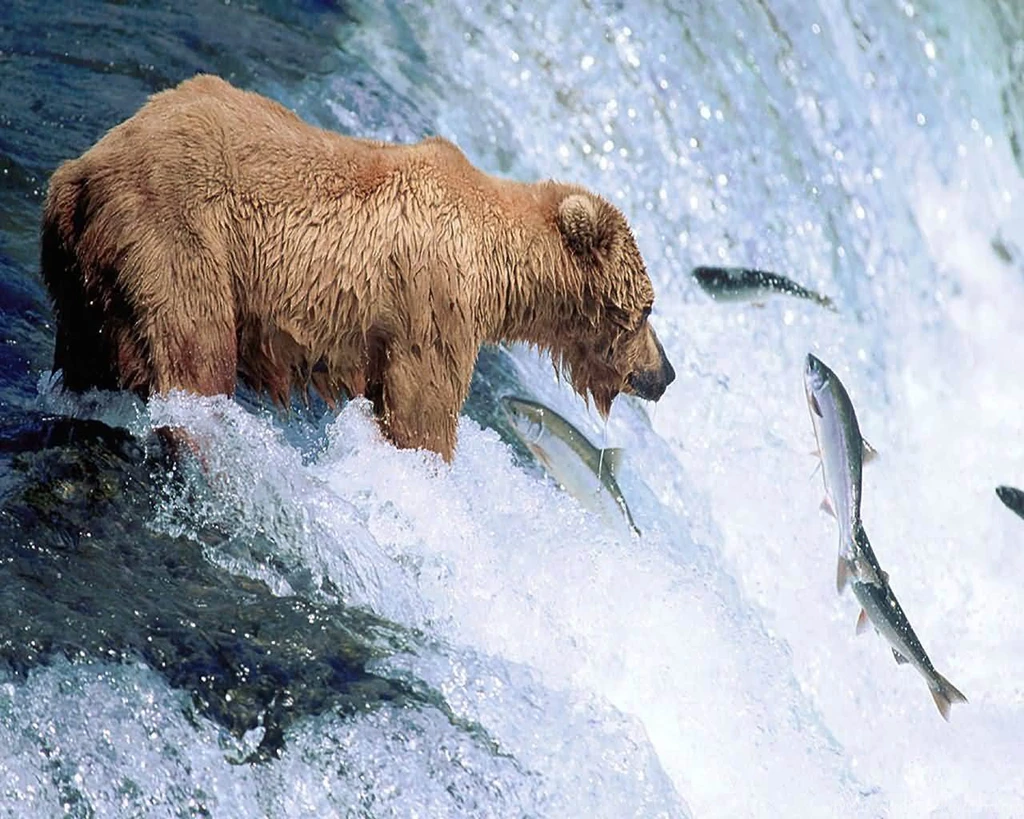 Grizzly Bear Wallpapers And Backgrounds Animals Town