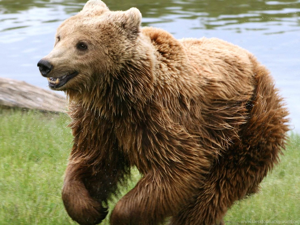 Bear Wallpapers Bears! Wallpapers (31446774) Fanpop