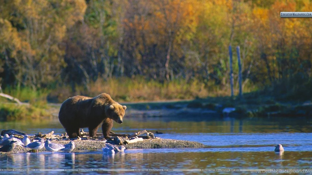 Staking His Claim, Brown Bear Wallpapers
