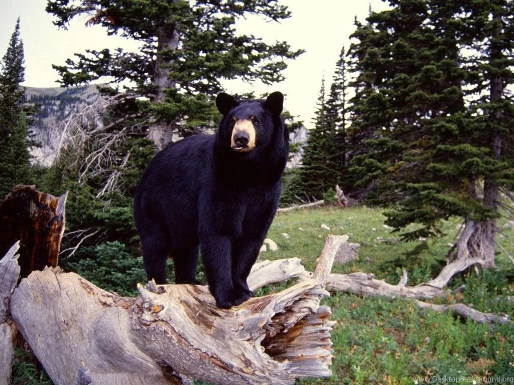 Free Black Bear Wallpapers