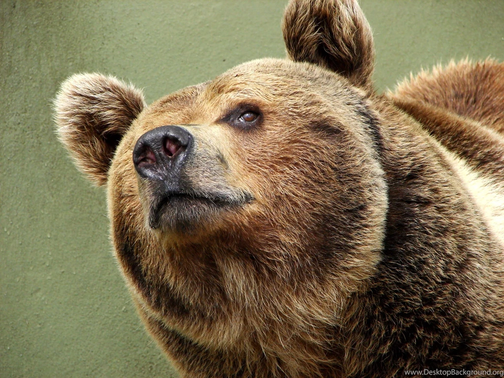 Bear Wallpapers