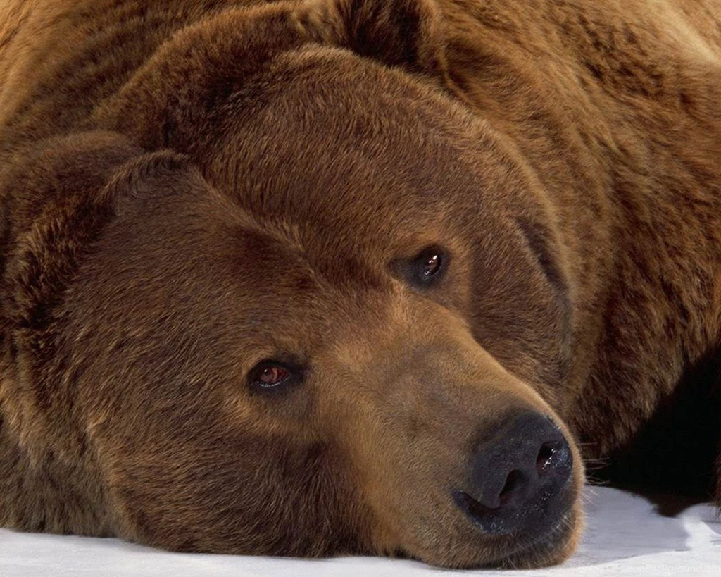 Bear Wallpapers Bears! Wallpapers (31446761) Fanpop