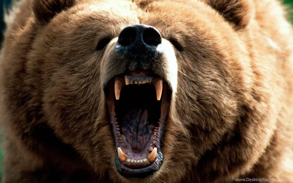 Animals Bear Angry Brown Bear (id: 180307) – BUZZERG