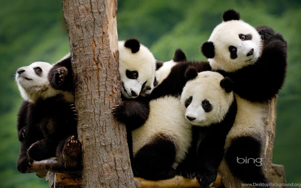 177 Panda HD Wallpapers