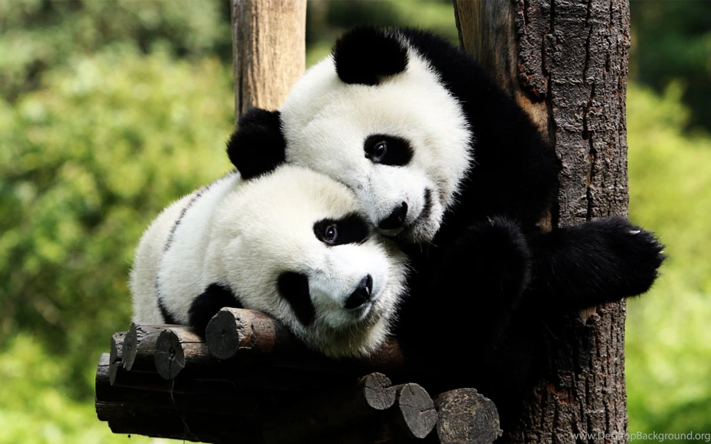 Panda Wallpapers