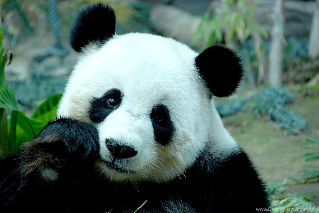 Panda Wallpapers