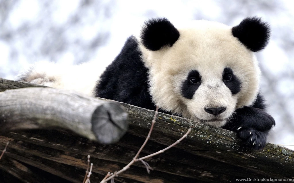 Panda Wallpapers Archives HDWallSource.com HDWallSource.com