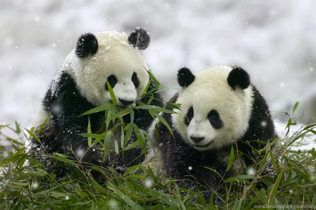 Top Panda Animal Lovers Images For Pinterest
