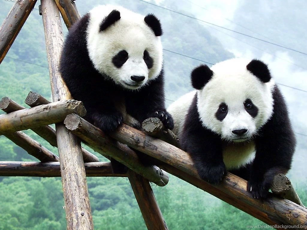 Pandas.jpg