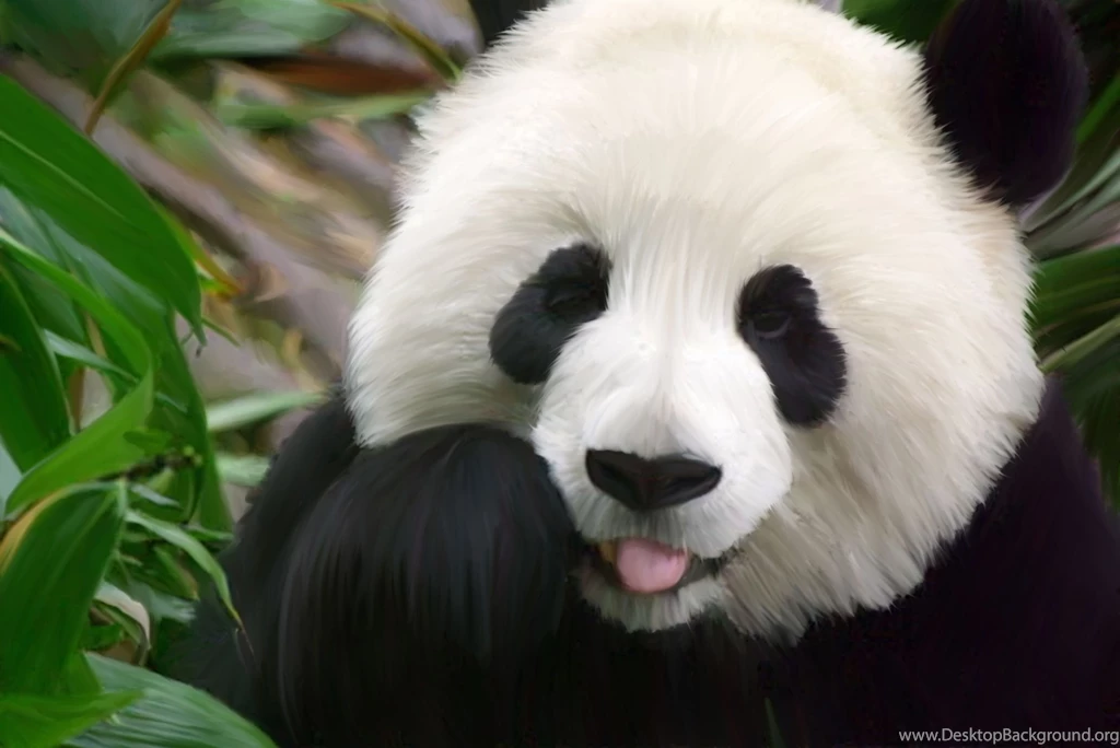 Panda Wallpapers
