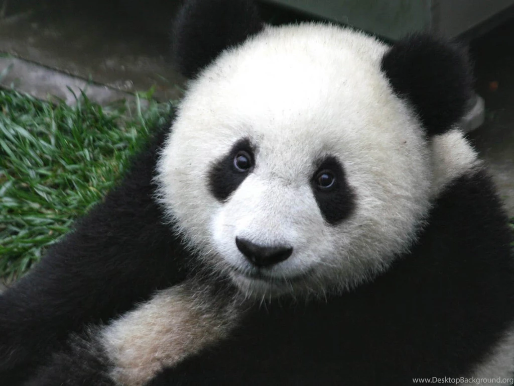 Panda Wallpapers And Backgrounds Animals Town
