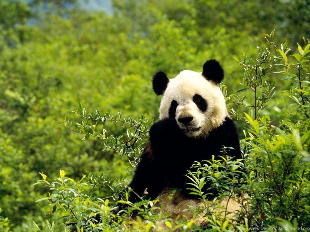 Red Panda Wallpapers And Backgrounds Animals Town Good Quality ...