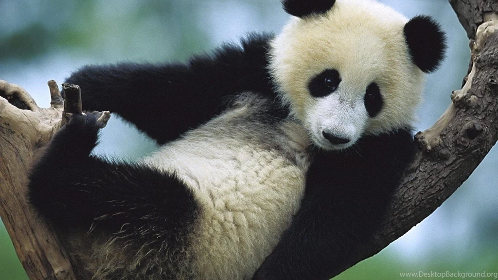 Panda Wallpapers For Android