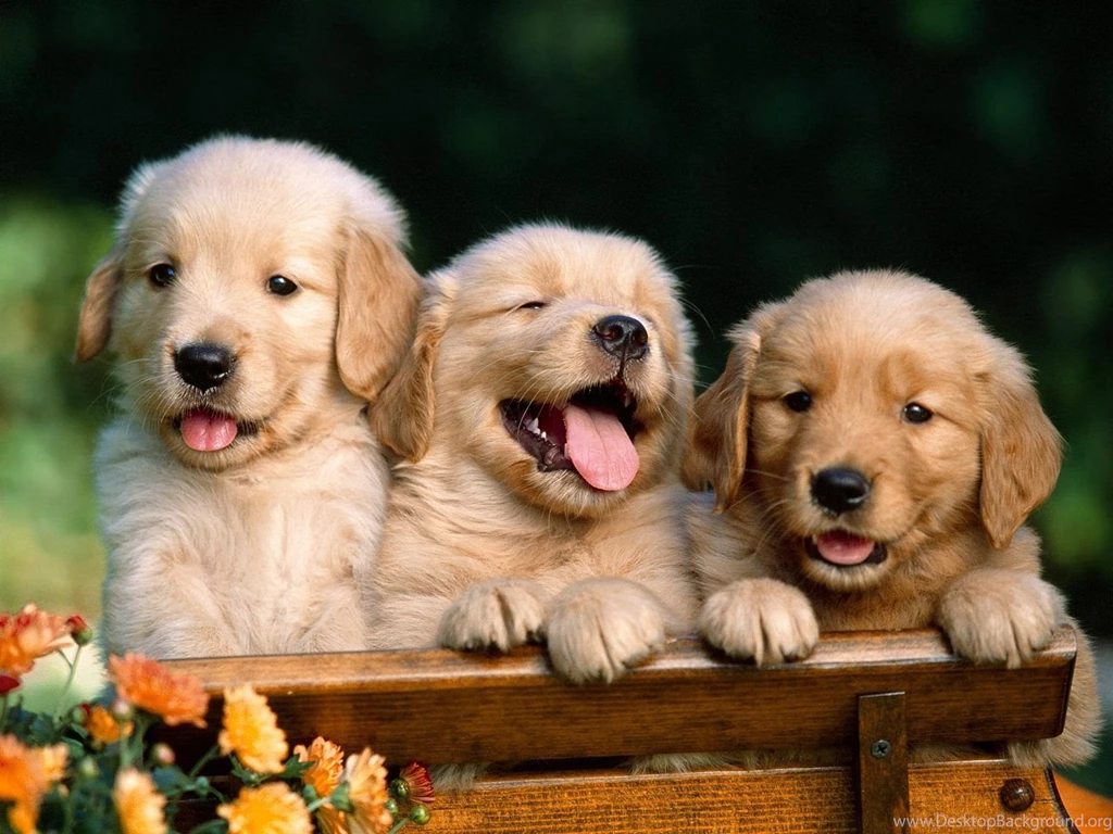 Puppy Wallpapers Widescreen Resolution