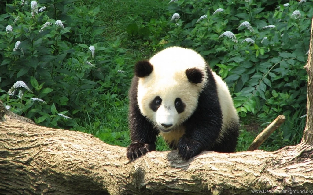 Panda Wallpapers High Quality Resolution