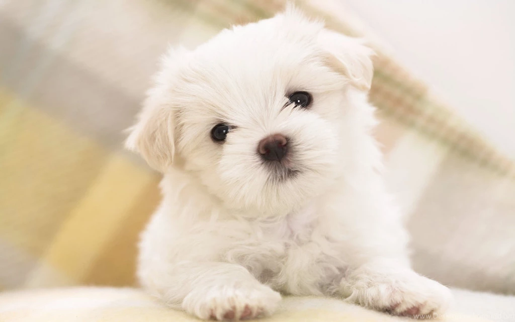 Puppy Wallpapers Desktop Backgrounds