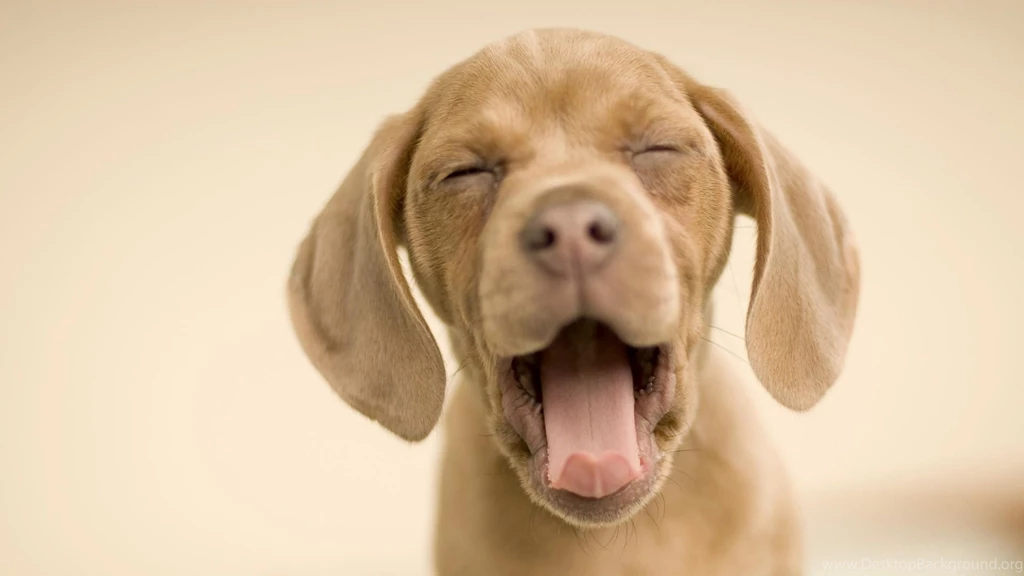Puppy Backgrounds For Computer
