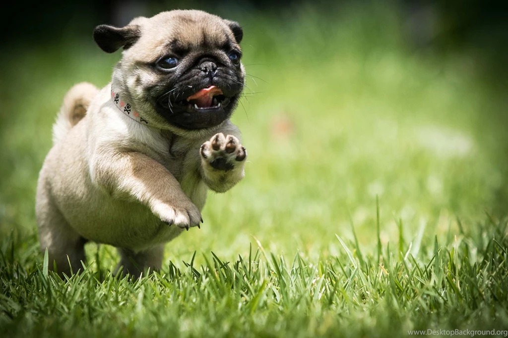 Runny puppy.jpg
