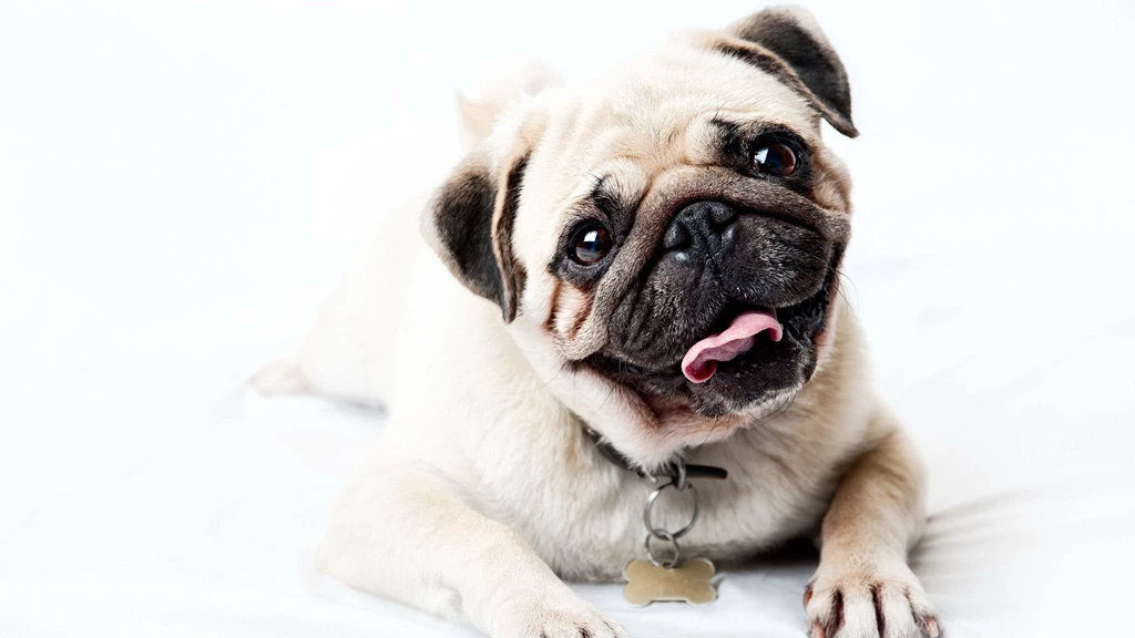 Download Wallpapers 2048x1152 Pug, Face, Happy, Look, Puppy HD HD ...