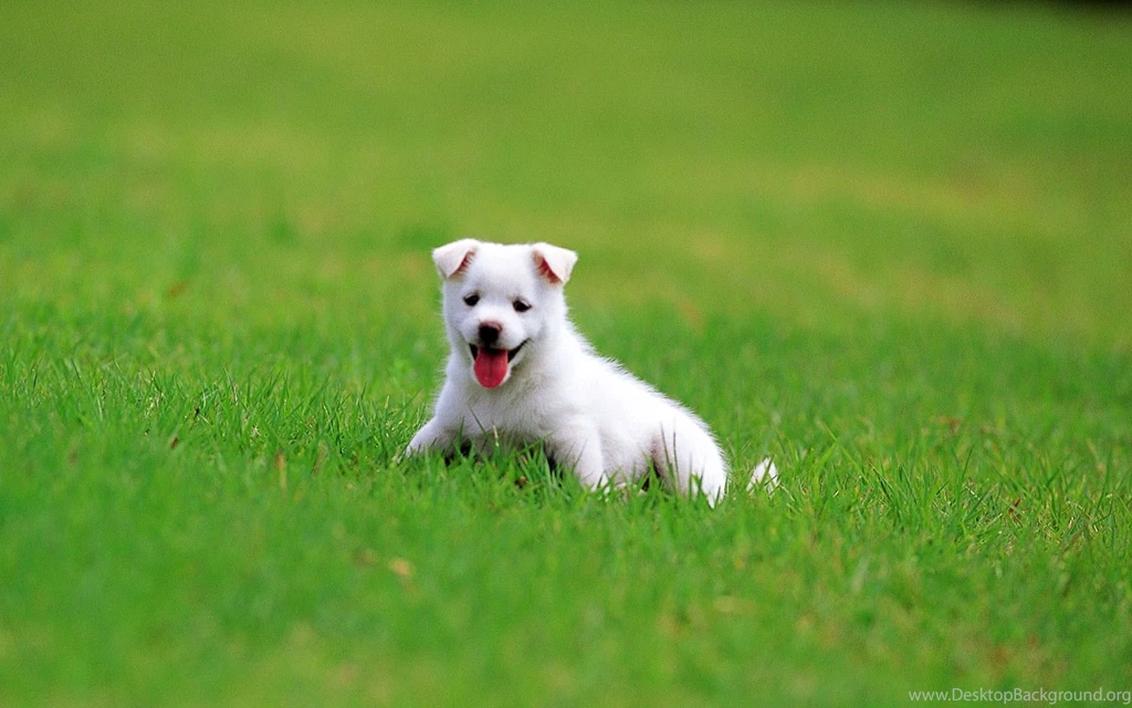 German Shepherd Puppy Wallpapers High Definition High Quality ...