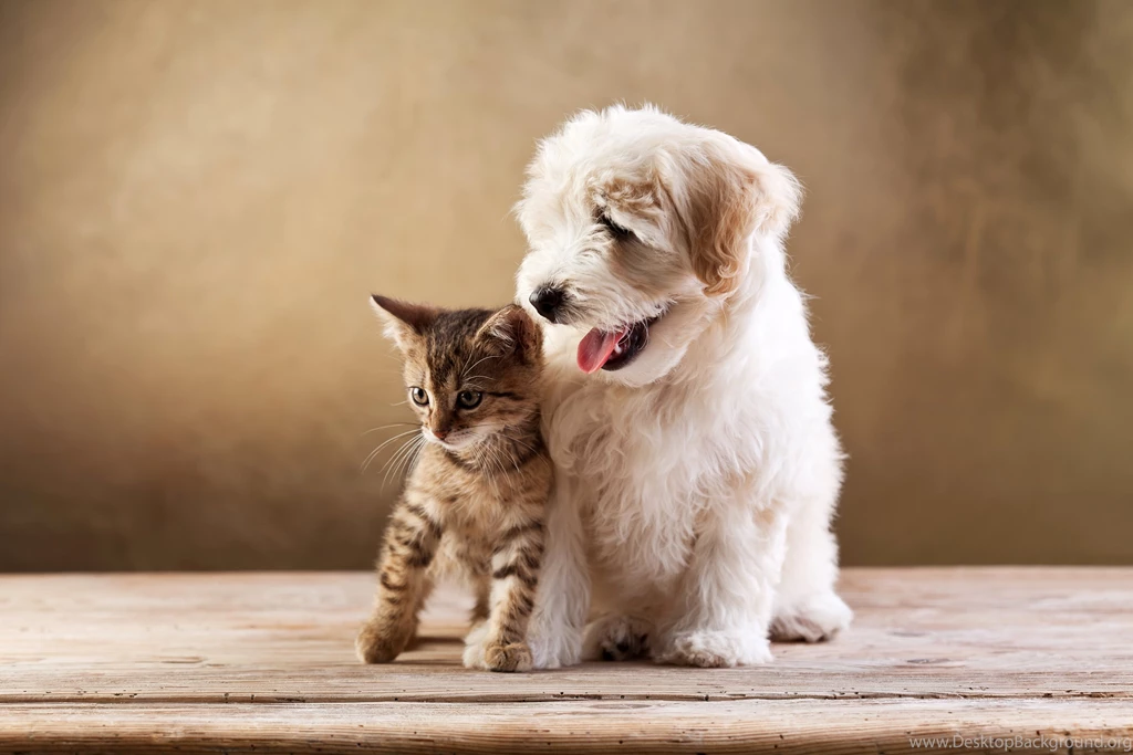 Kitten And Puppy Wallpapers Widescreen