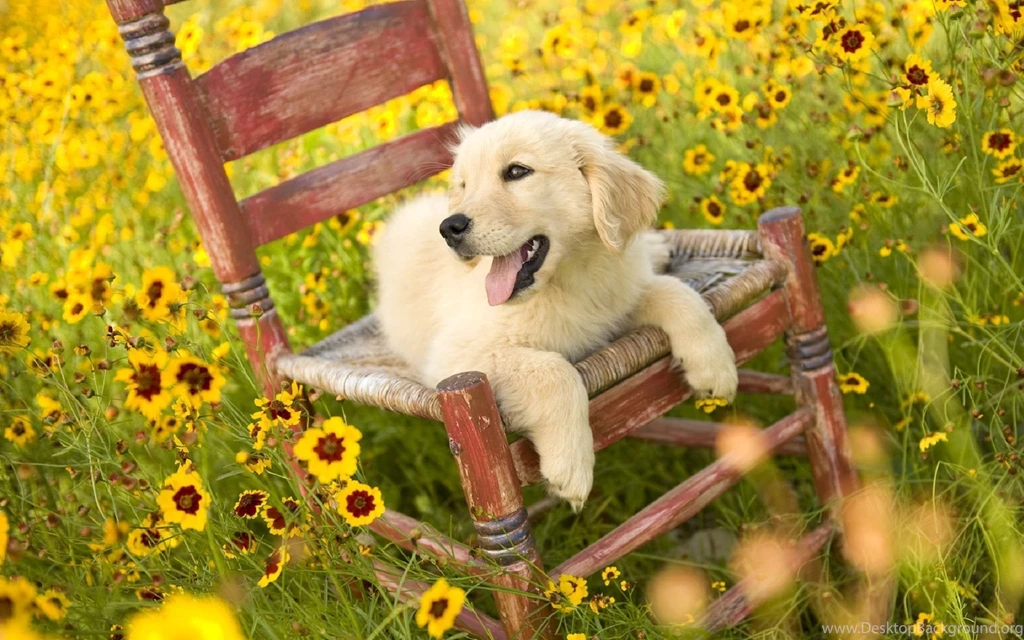 Puppy