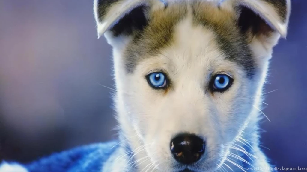 Desktop Wallpapers · Gallery · HD Notebook · Frugal Puppy Netbook ...