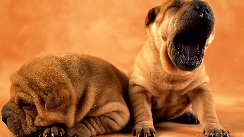 Desktop puppy background pics download.jpg