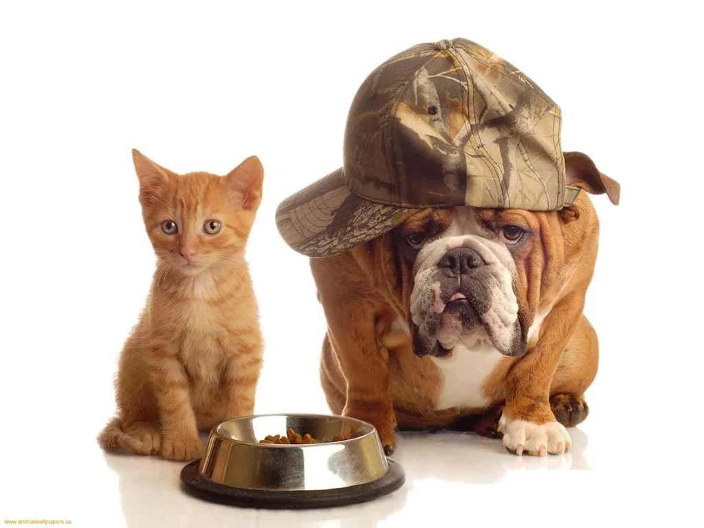 Kitten And Puppy Backgrounds Wallpapers Kitten And Puppy ...