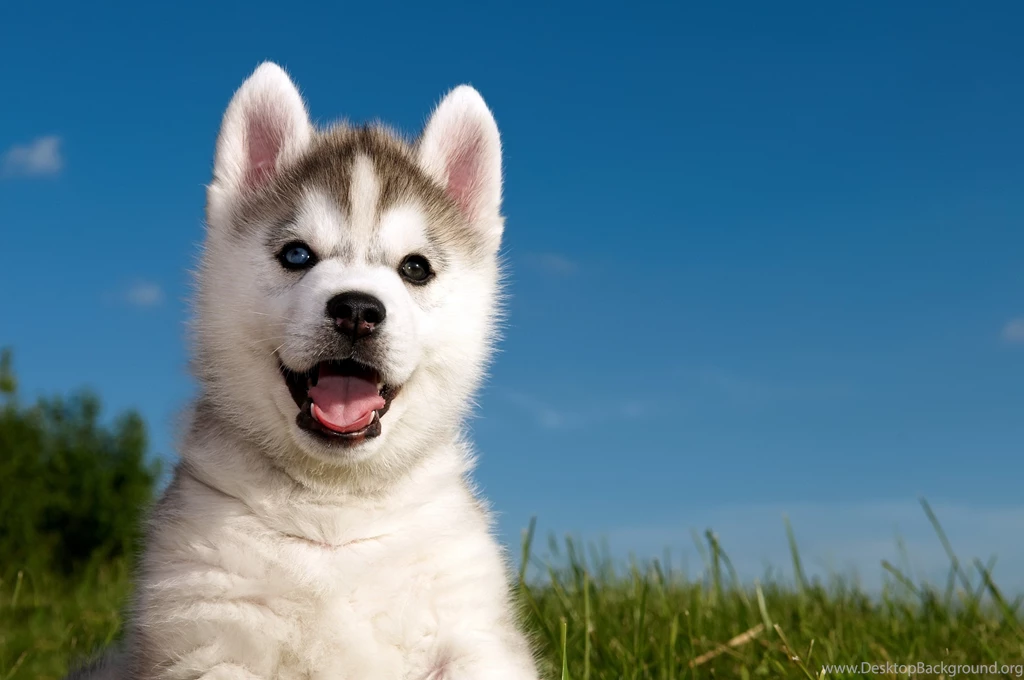 Husky Puppy Wallpapers High Definition