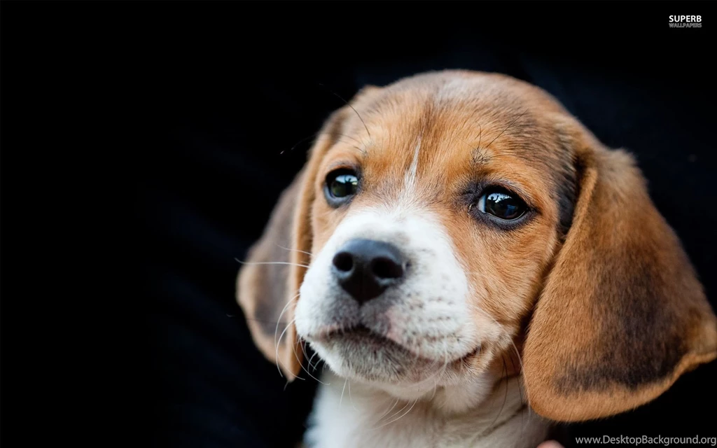 Beautiful Beagle Puppy On A Black Backgrounds Wallpapers And Images ...