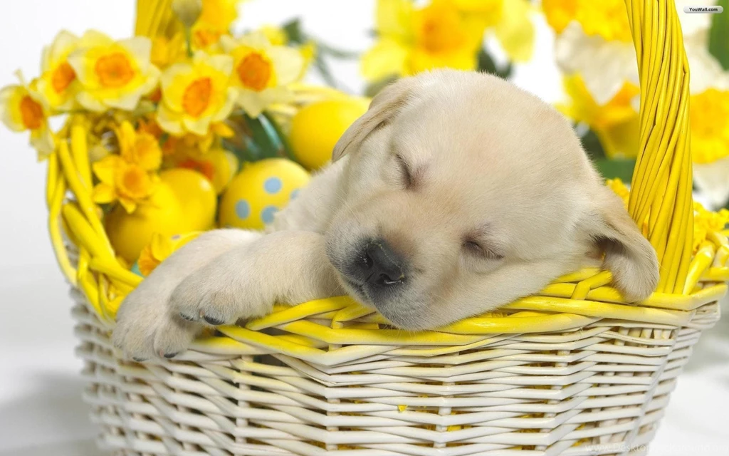 Cute Puppy Computer Wallpapers AC4 Pretty Wallpapers HD