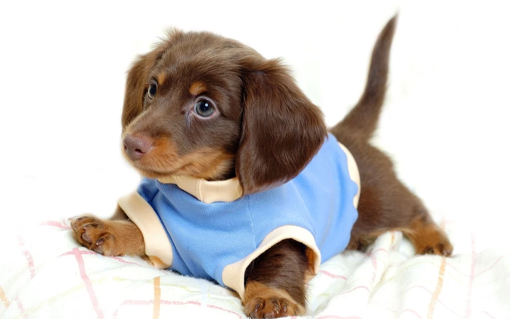 Cute Puppy