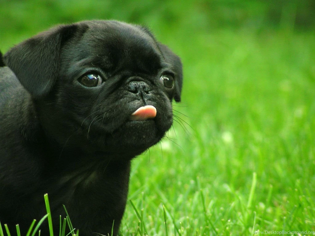 Cutest Puppy Dog On Earth 2011 Tablet Phone Wallpaper Backgrounds ...