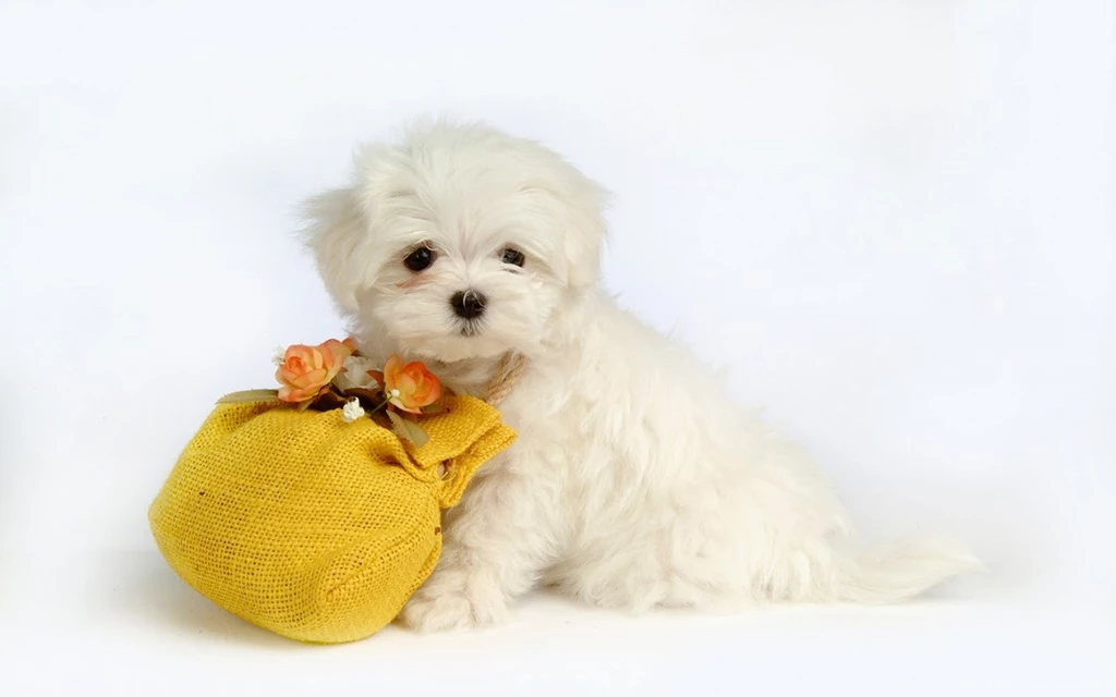 Cute Puppy With Gift Wallpapers For Desktop PowerballForLife
