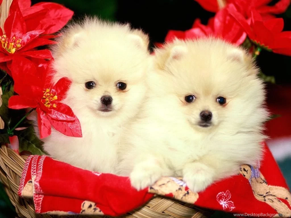 Free Cute Puppy Wallpapers