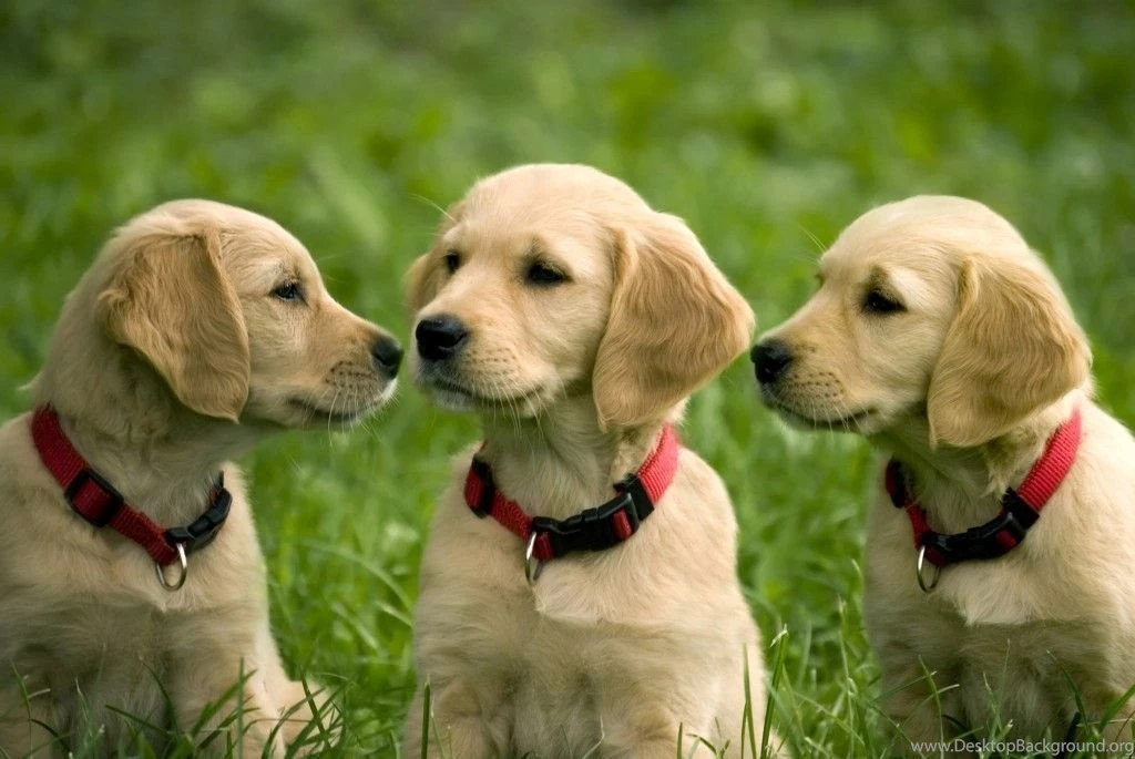 Cute Puppy Pictures