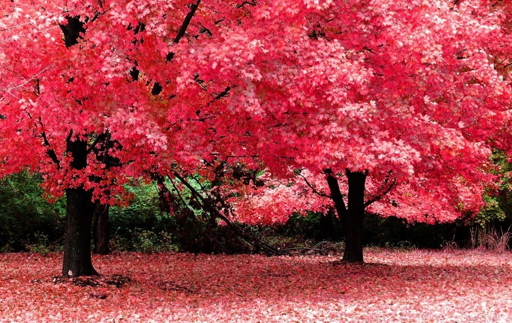Free Laptop Wallpapers Download_hd Wallpaper_download Free Wallpapers