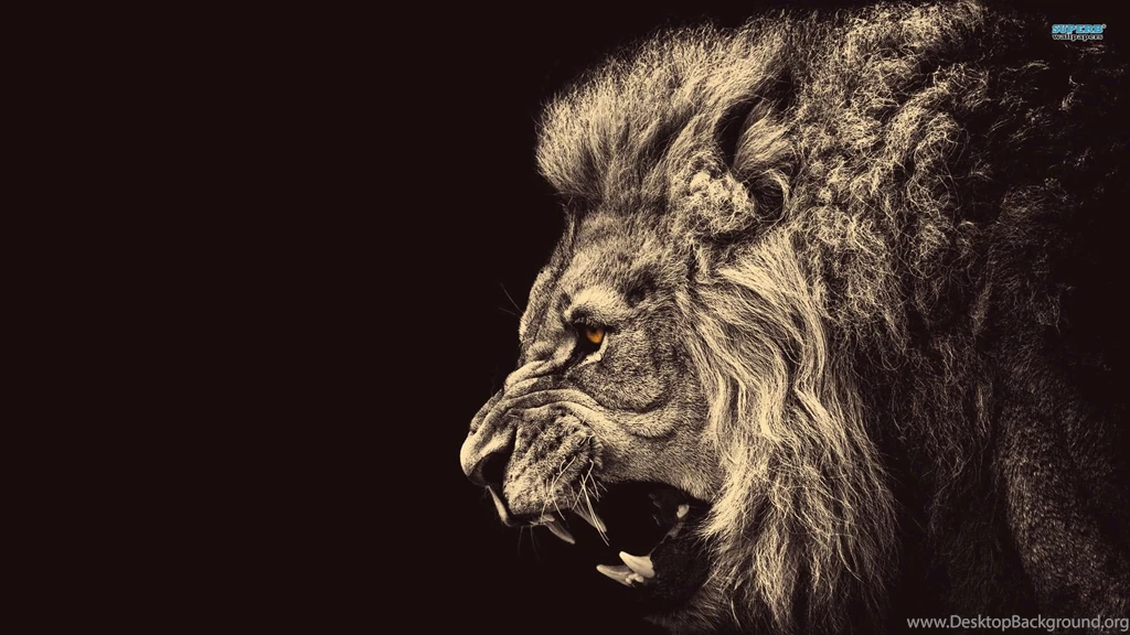 Lion wallpaper 06.jpg