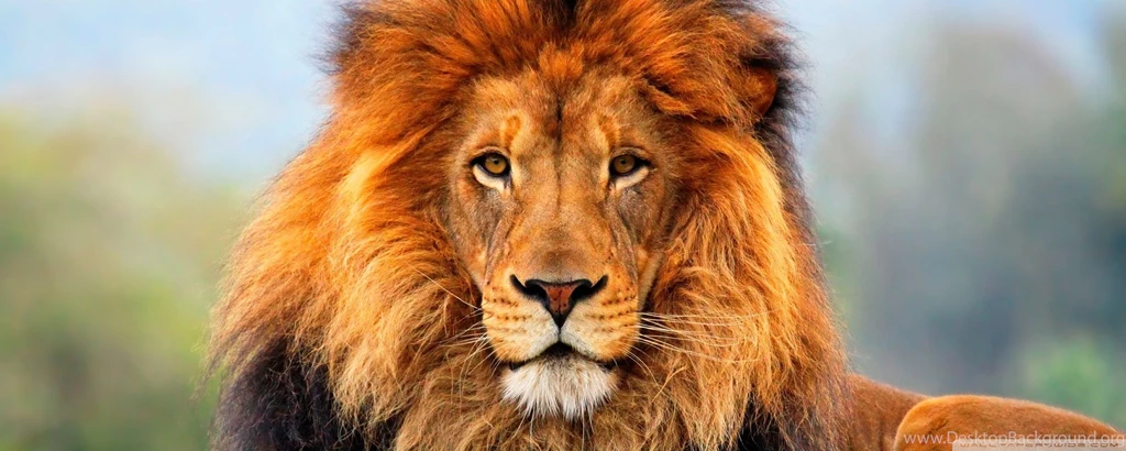 Lion Wallpapers Wallmanage.com