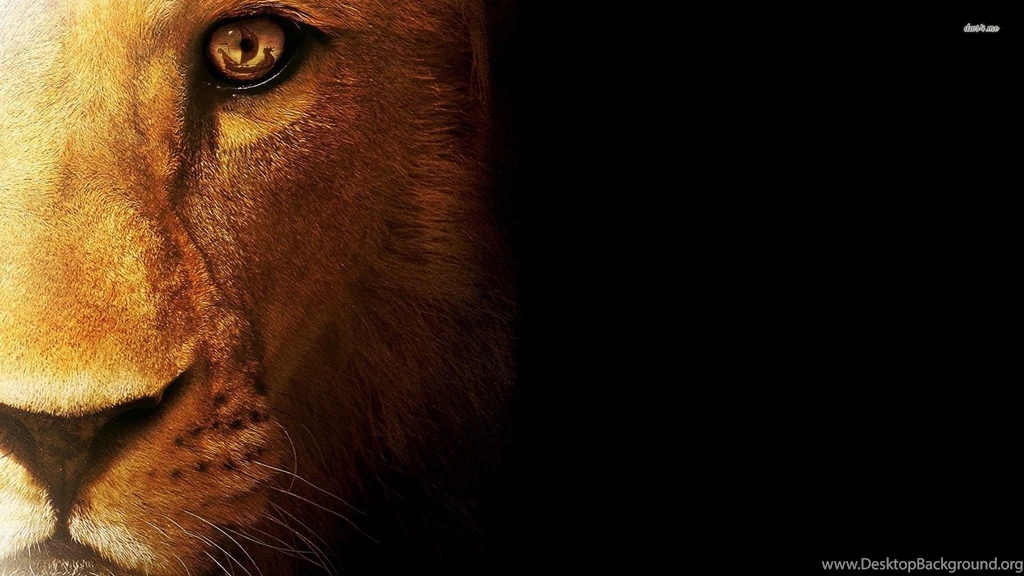 Lion Wallpapers Animal Wallpapers