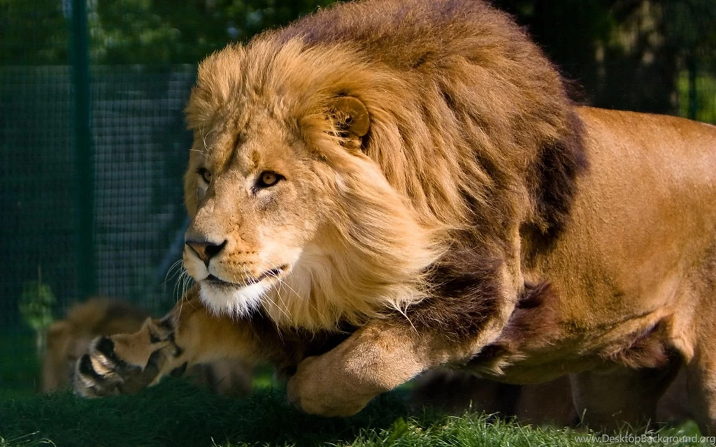 Angry Lion Wallpapers Hd