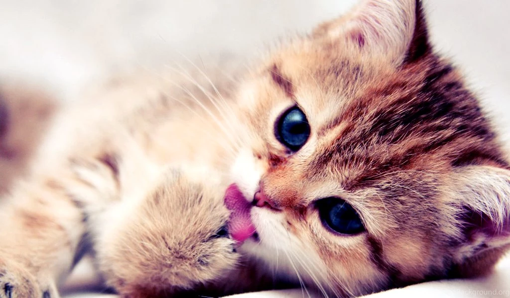 Cute Kitten Backgrounds