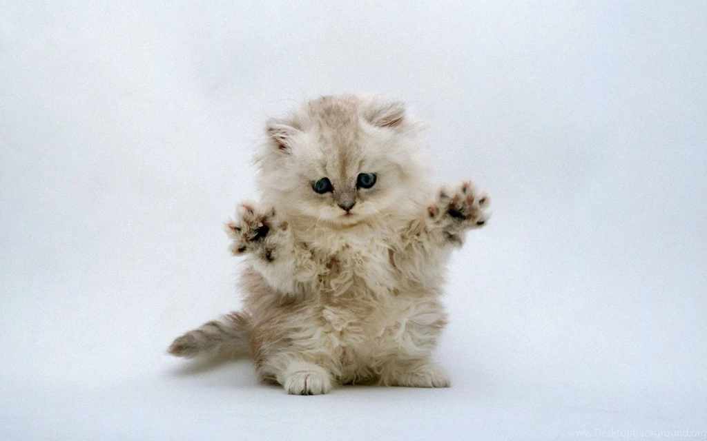Cute Kitten Backgrounds