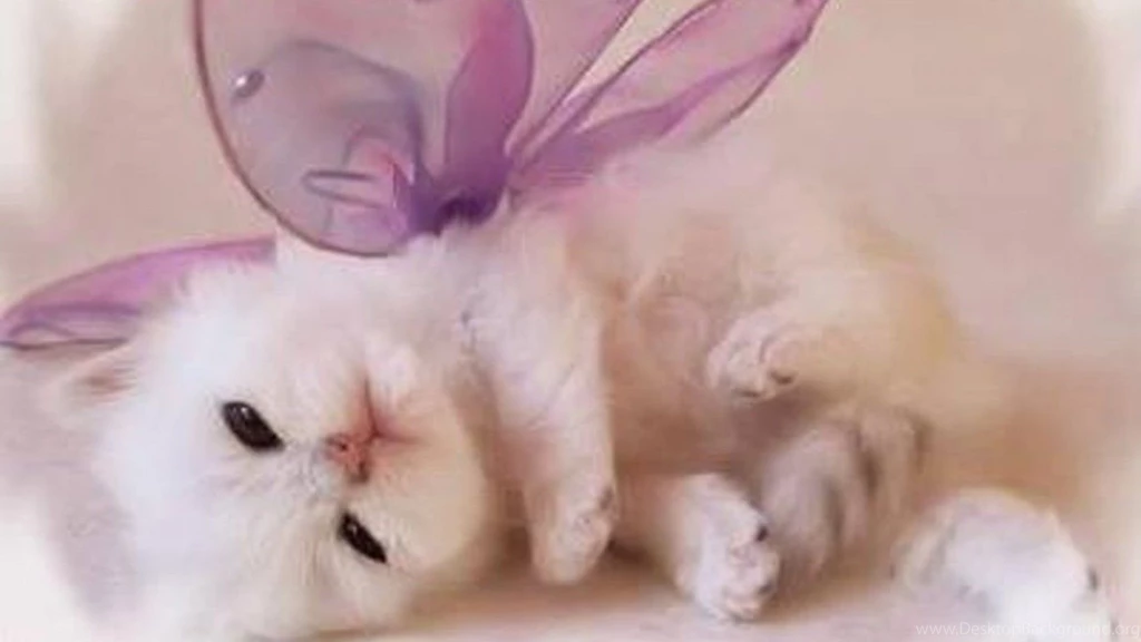 Baby Kitten Wallpapers