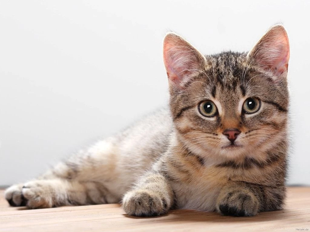 Kitten Backgrounds