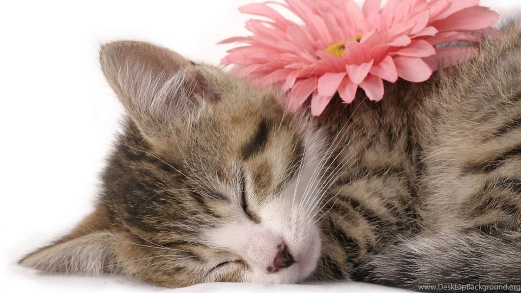 Desktop Backgrounds Free Kitten 1366x768 Pixel 805 Kb Jpg ...